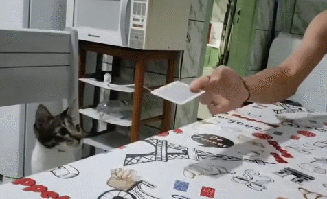 Will Your Cat Worry If You Perform a ‘Vanishing Trick’ in Front of Them?