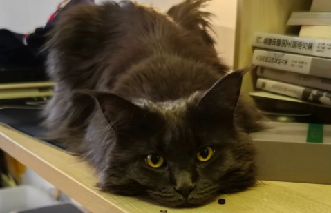 The Future Cat-Petting Guide: Your Essential Handbook for Enjoying Cats in the Years Ahead