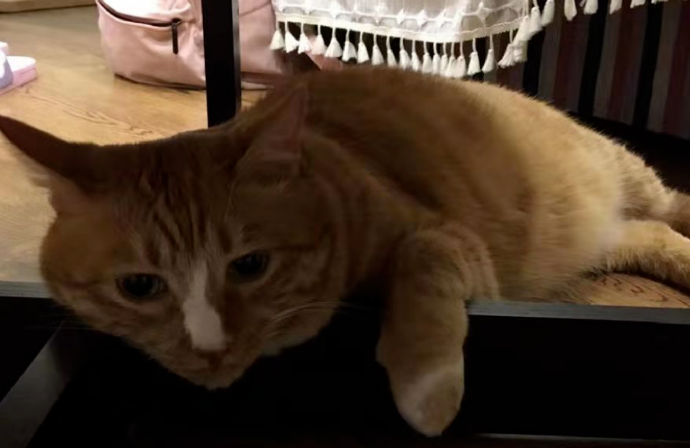 Can Cats Manipulate You Too? 2 Steps to Escape Emotional Traps from Toxic Cats