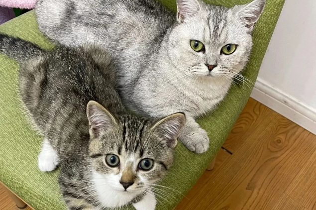 The Cat’s Primordial Pouch: More Powerful Than You Think!