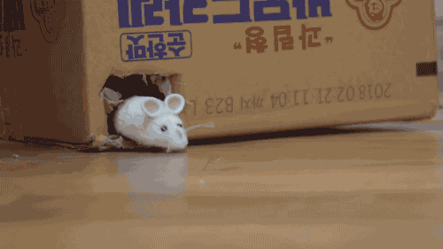 Can Kittens Count? Can They Tell the Difference Between 1, 2, 3, and 4?