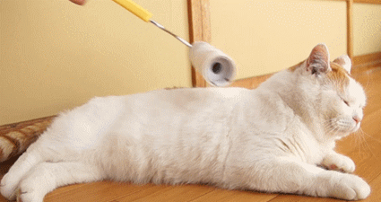 Scary! These 5 Deep Misconceptions About Cats, and I Fell for All of Them!