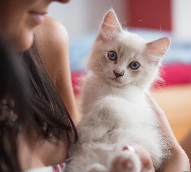 Does Your Cat Have a ‘Stethoscope’? It Can Detect My Pregnancy in One Second!