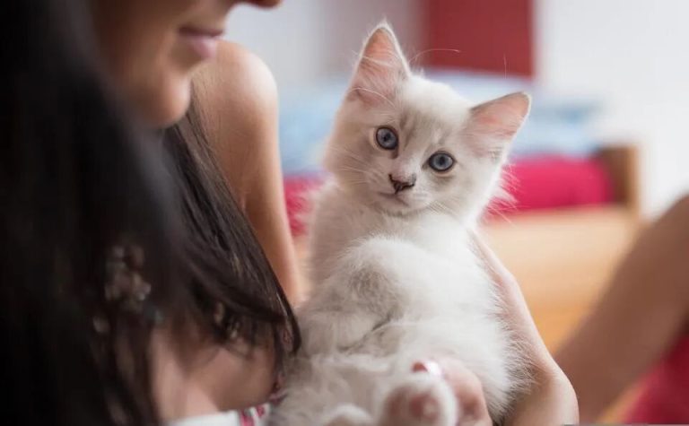 Does Your Cat Have a ‘Stethoscope’? It Can Detect My Pregnancy in One Second!