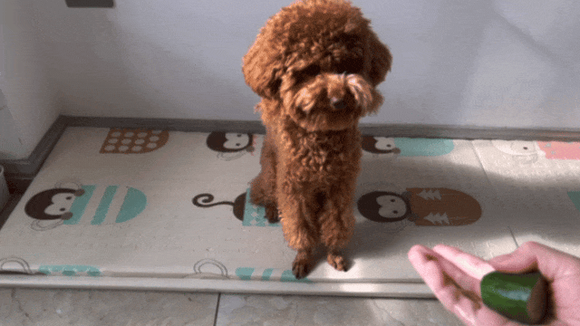 You Might Not Know It, But Dogs Actually Love ‘Training