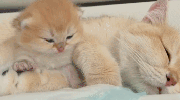 Cat: ‘The kitten I’ve hidden, not even 99 people could find it!