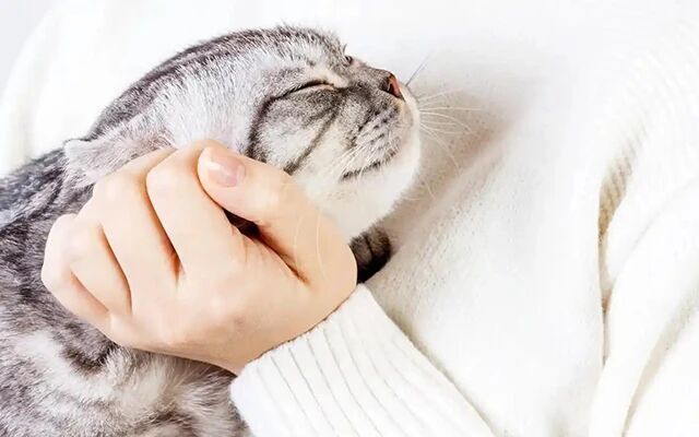 How to Tell if Your Cat Loves You?