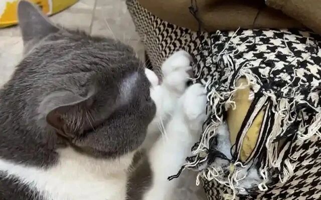 Finally Found It! The Ultimate Way to Stop Your Cat from Scratching the Sofa!