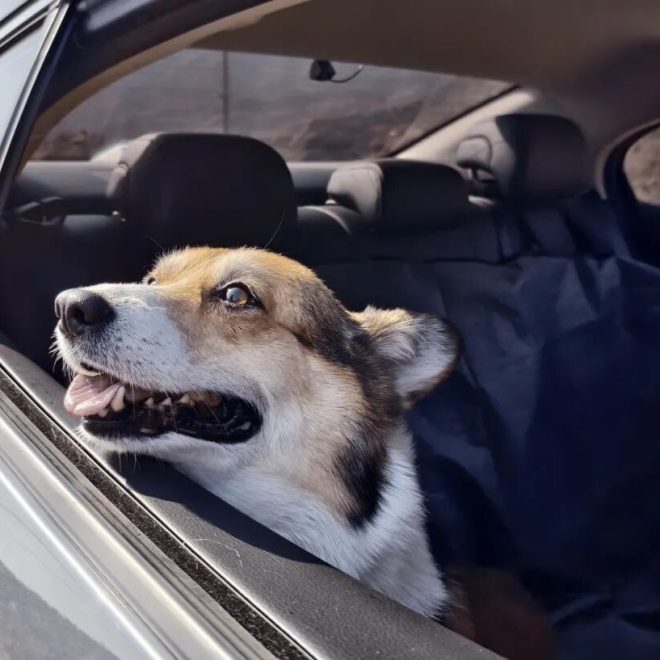 Why Does Your Dog Love to Stick Its Head Out the Window When Riding in a Car? It’s Not Just for the Scenery—Here Are the Real Reasons