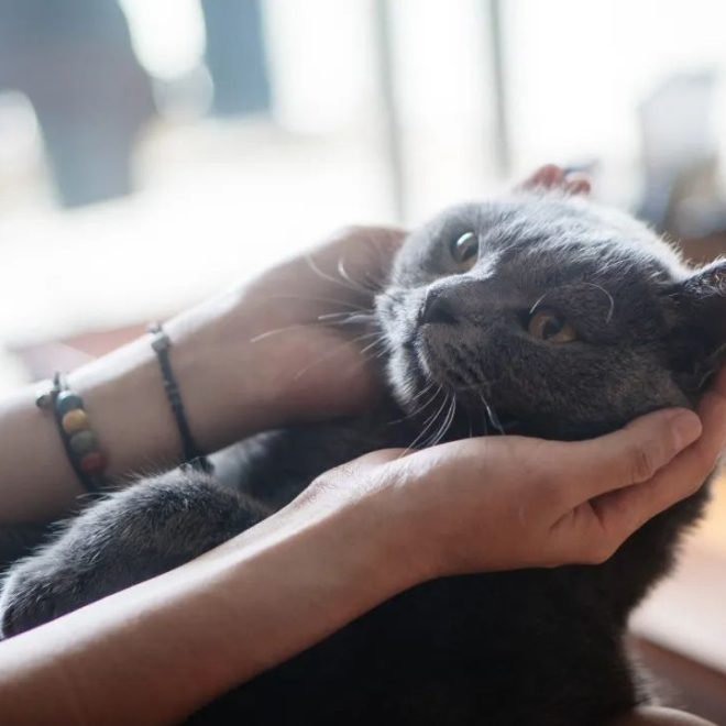 Why Dogs Smile but Cats Don’t