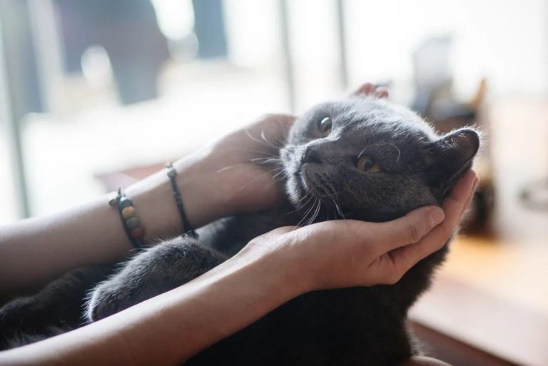 Why Dogs Smile but Cats Don’t