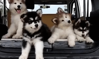 What Is Your Puppy Thinking When They Tilt Their Head?