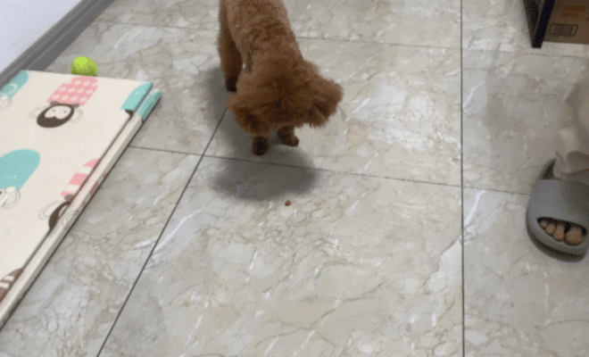 Taking Your Dog for a Walk? 4 Ways to Stop Them from Eating Everything Off the Ground!