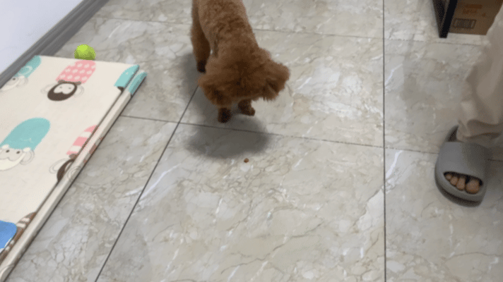 Taking Your Dog for a Walk? 4 Ways to Stop Them from Eating Everything Off the Ground!