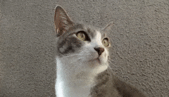 Can Cats Recognize Their Owner’s Footsteps?