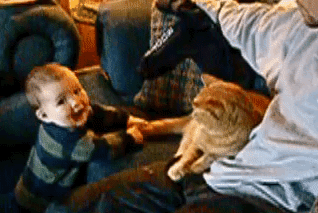 How Strong is a Cat’s Jealousy? These 4 Behaviors Say It All