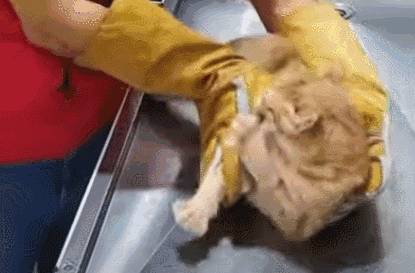 Do Cats Hold Grudges? Will They Seek Revenge on You?