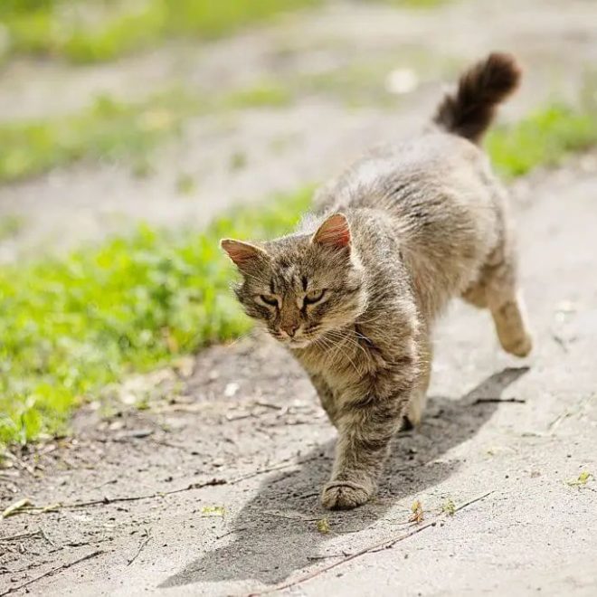 Will a Lost Cat Find Its Way Home on Its Own?