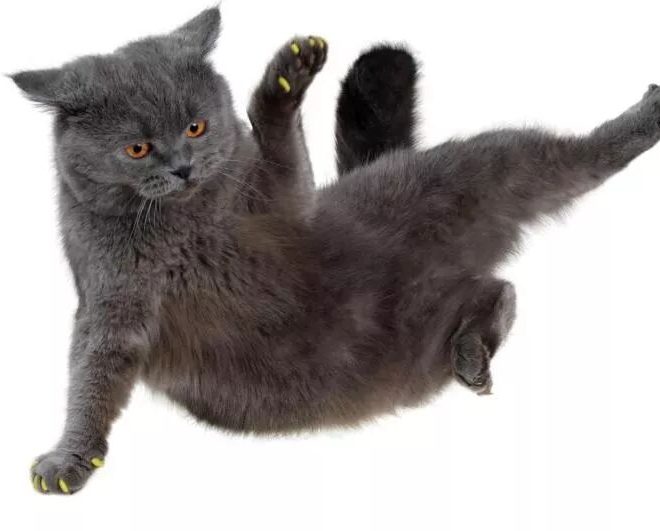 Cats: I Have a Unique “Falling Technique” — A Closer Look at the Truth Behind Cat High-Rise Falls