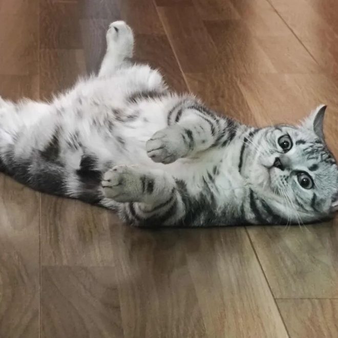 Just How Smart Are Kittens, Really?