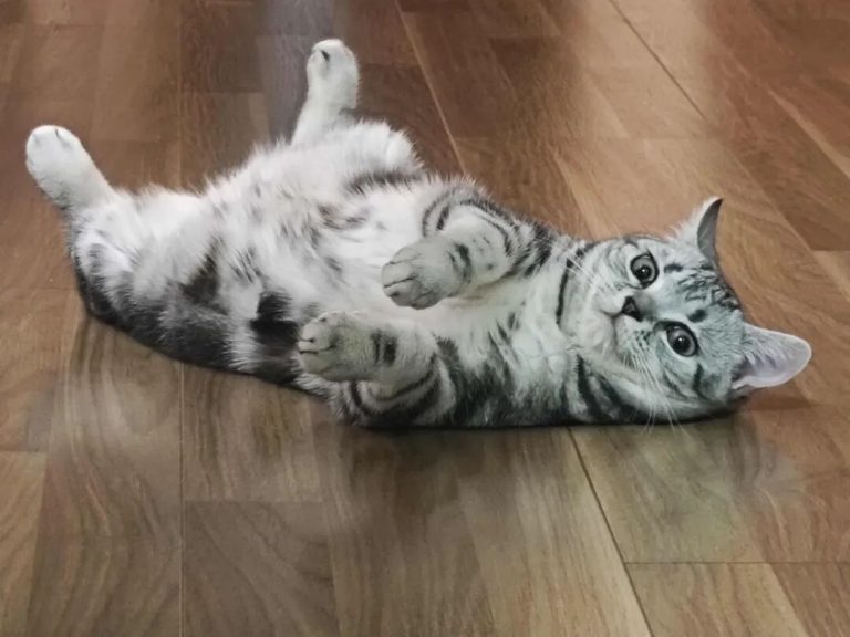 Just How Smart Are Kittens, Really?