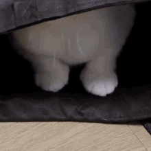 Shocking! These 5 Biggest Misconceptions About Cats — And I Fell for All of Them!