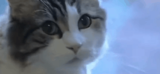 Can Cats Really Predict Death?