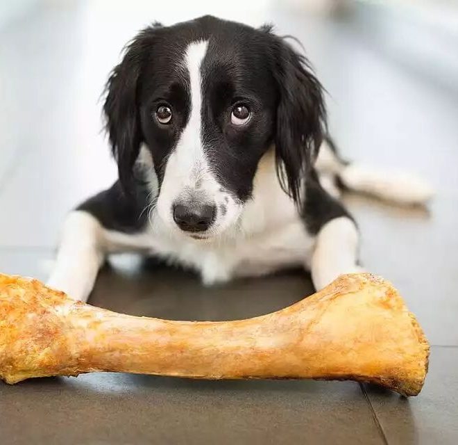 How Long Have You Been Misled by the Idea That Dogs Love Chewing Bones?