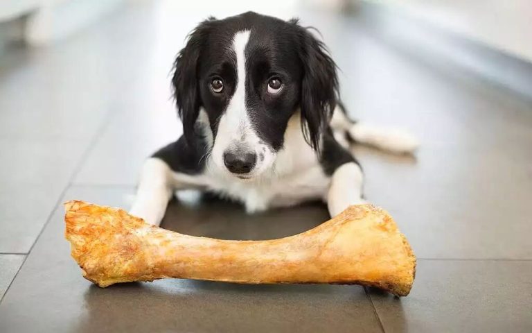 How Long Have You Been Misled by the Idea That Dogs Love Chewing Bones?