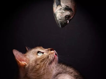 How Long Have You Been Fooled by the Myth That “Cats Love Eating Fish”?