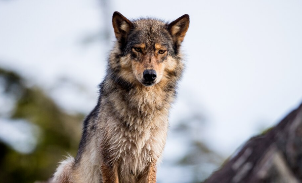 Perhaps the Domestication of Dogs Never Really Needed Human Involvement