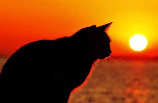 Why Do Cats Get More Active When the Sun Goes Down?