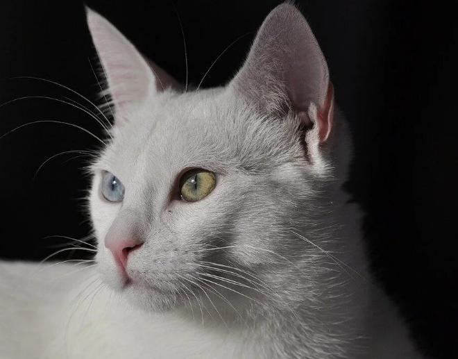 Why Does Your Cat Know You’re Home Even Before the Door Opens?