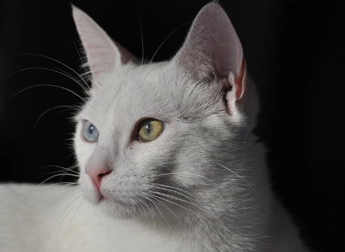 Why Does Your Cat Know You’re Home Even Before the Door Opens?