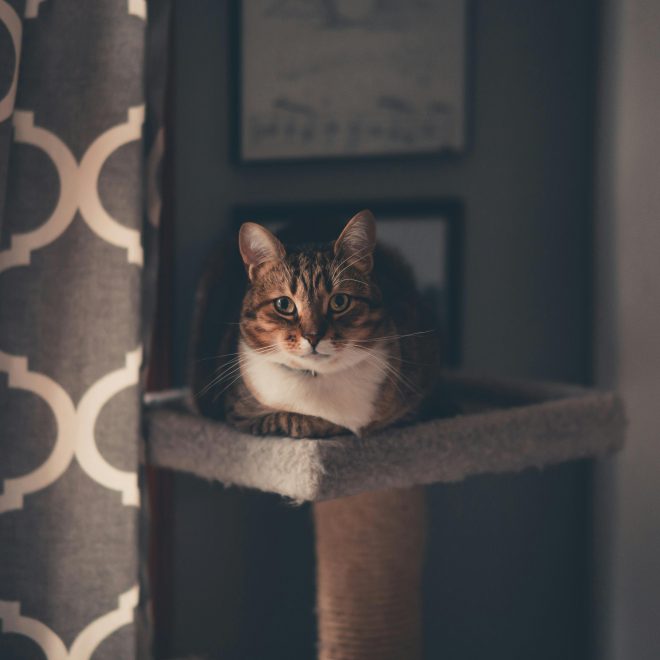 Why Your Cat Ignores You When You Call? It’s Not That They Don’t Understand, They Just Don’t Want to Respond