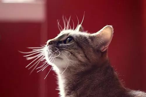 There Are Actually So Many Secrets Hidden in a Cat’s Whiskers!