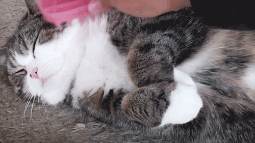 What to Do If Your Cat Is Shy and Aloof? Start Socialization Training Early~