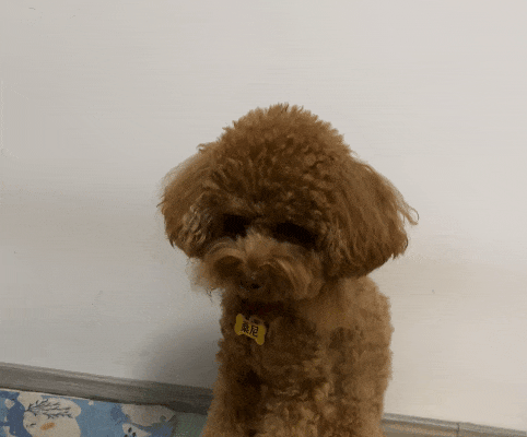 The Hidden Secrets of Your Dog’s Nose: Why It’s Sometimes Wet and Other Times Dry