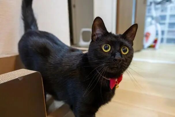 Not Just a Myth: How Owning a Cat Can Boost Your Wealth, Luck, and Prosperity