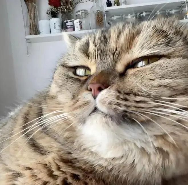 Do Cats Really Know Their Own Names? The Science Behind Why Your Cat Seems to ‘Ignore’ You!