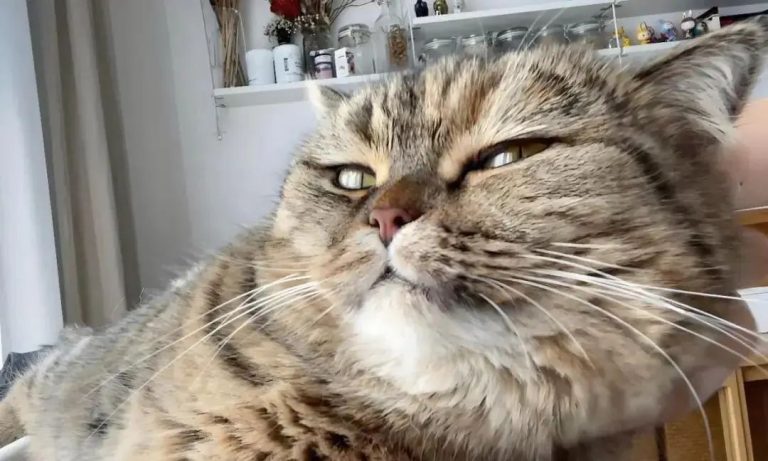 Do Cats Really Know Their Own Names? The Science Behind Why Your Cat Seems to ‘Ignore’ You!