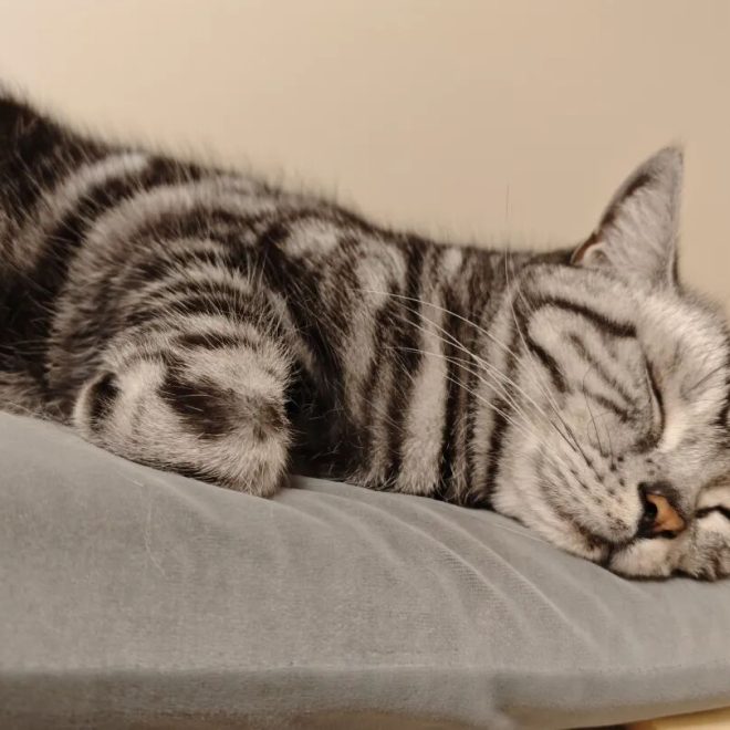 Why Do Cats Keep Purring? Is It a Sign of Comfort or a Cry for Help?