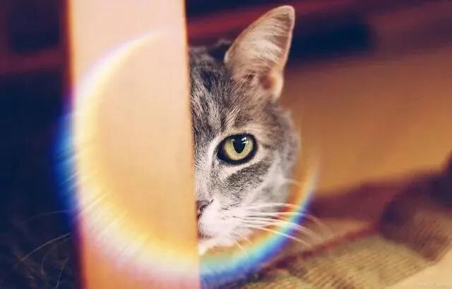 Only After Raising Cats for a Long Time Do You Realize How Spiritual They Really Are — The Longer You Raise Them, the More ‘Uncannily Smart’ They Seem!