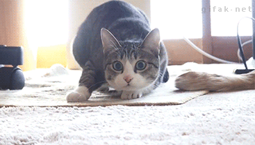 Why Do Cats Wiggle Their Butts Before Pouncing? Here’s the Real Reason!