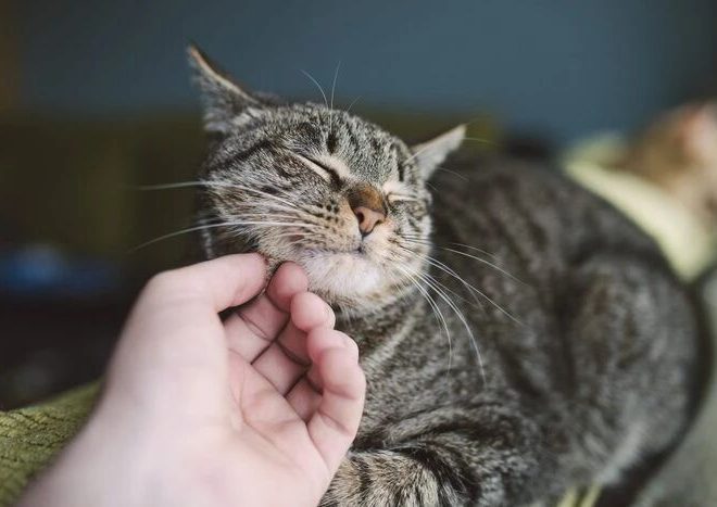 The Mystery of a Cat’s Purr: Still Unsolved
