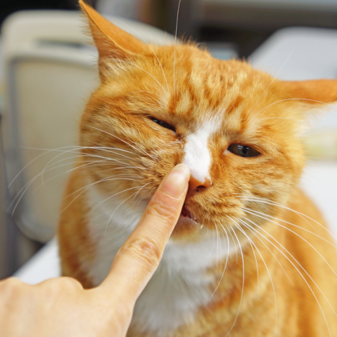 Do Cats Remember You? How Long Do They Remember Their Owners?