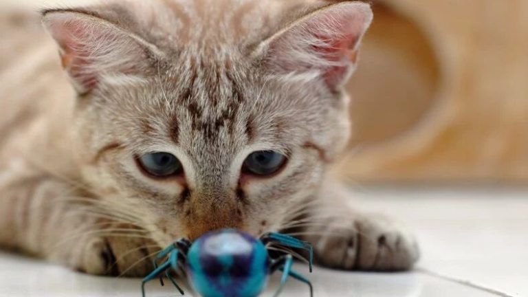 Can Cats Eat Bugs?