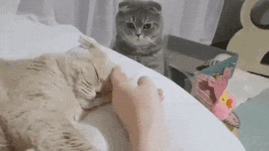 Does the Word ‘Jealousy’ Really Exist in a Cat’s World? The Answer May Be Different from What You Think