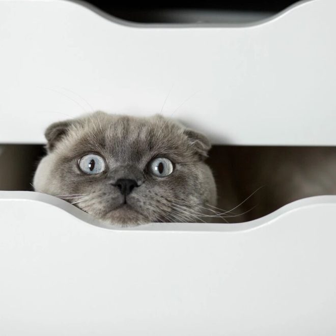 Is a Cat Really Liquid? Scientist: I Have Proof!