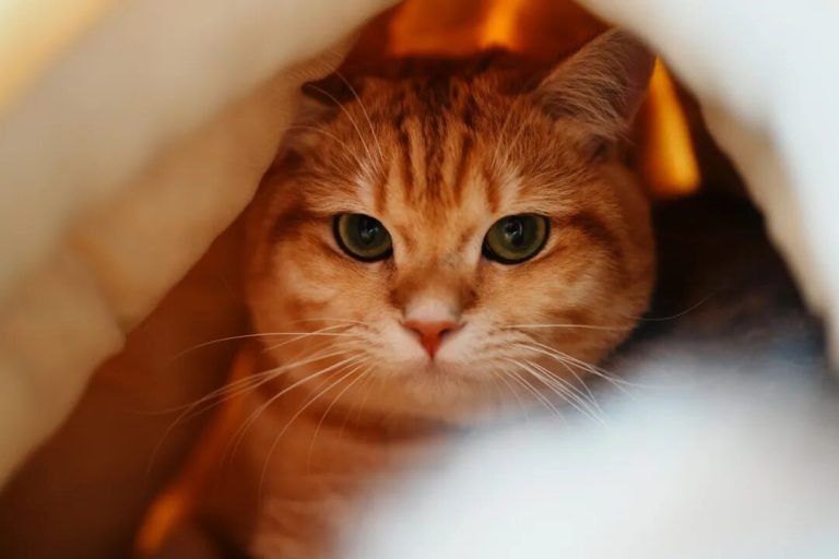 When Were Domestic Cats Introduced to China?